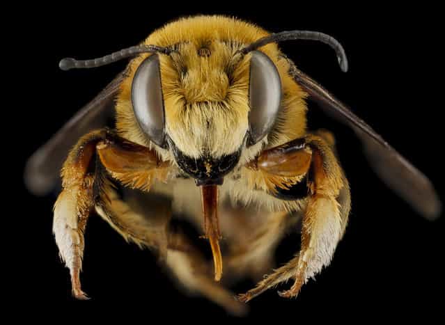 Megachile fortis, U, face, Jackson County, South Dakota. (Photo and caption by Sam Droege/USGS Bee Inventory and Monitoring Lab)