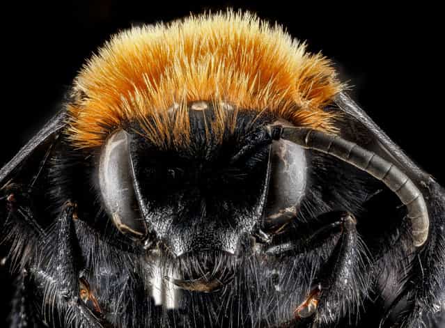 Melecta species, face, Park County, Wyoming. (Photo and caption by Sam Droege/USGS Bee Inventory and Monitoring Lab)