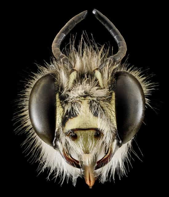 Male, Anthophora plumipes, introduced into Maryland from Japan in the 1980s. (Photo and caption by Sam Droege/USGS Bee Inventory and Monitoring Lab)