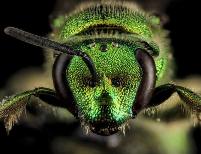 Augochloropsis metallica, F, Face, Laurel, Maryland. (Photo and caption by Sam Droege/USGS Bee Inventory and Monitoring Lab)