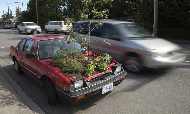 A car sits on the street with a garden growing where the engine should be in Vancouver, British Columbia August 30, 2010. The car is part of a program called The Stick Shift Project which is part of a collaborative urban transformation in which four cars have had their engines removed and a small garden planted. The cars have been parked in several locations around Vancouver. (Photo by Andy Clark/Reuters)