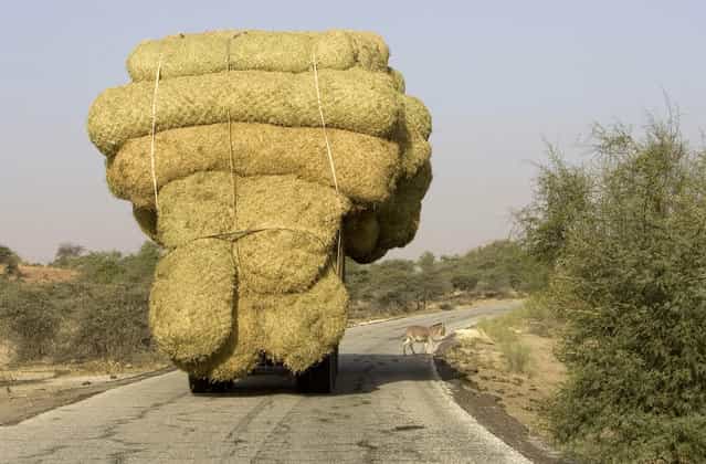 An overloaded truck carries bales of rice stalks near Rosso, as it heads for the capital Nouakchott, January 30, 2008. (Photo by Normand Blouin/Reuters)