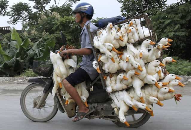 A man transports ducks on a motorcycle to a market in Nam Ha province, outside Hanoi May 31, 2012. (Photo by Reuters/Kham)