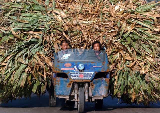 Chinese farmers transport harvested barley at a village in central Shanxi province in this picture taken September 21, 2004. (Photo by Reuters/China Photos)