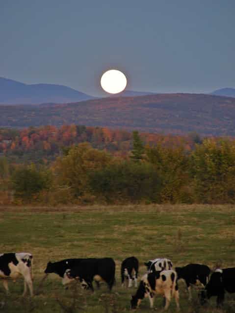 A night after the Harvest Moon near Burlington Vermont. (Photo by Olga Regina Doi)