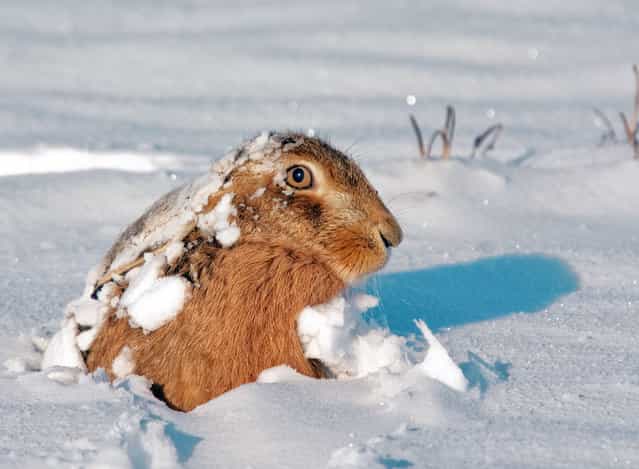 Hare peeps out of the snow. The incredible photos may look like they have been shot from miles away – but amazingly Adam Tatlow is actually just feet away from his wild subjects. (Photo by Adam Tatlow/BNPS)