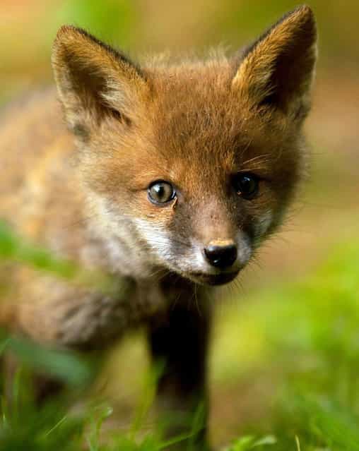Inquisitive fox cub. (Photo by Adam Tatlow/BNPS)