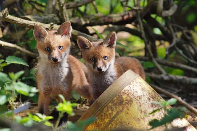 Fox cubs. (Photo by Adam Tatlow/BNPS)