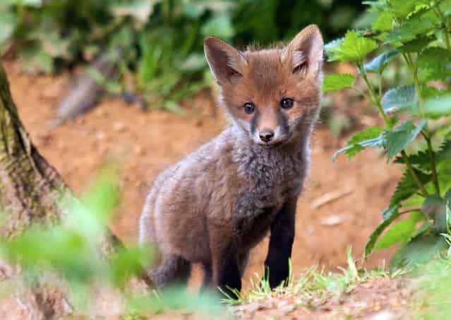 Inquisitive fox cub near its hole. (Photo by Adam Tatlow/BNPS)