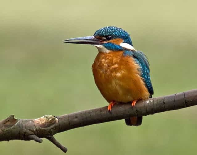 Adam has even managed to get close to a Kingfisher. Adam's subjects have included timid fox cubs, bounding hares, inquisitive hedgehogs and colourful kingfishers. (Photo by Adam Tatlow/BNPS)