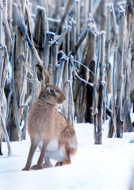 A hare in the snow. (Photo by Adam Tatlow/BNPS)