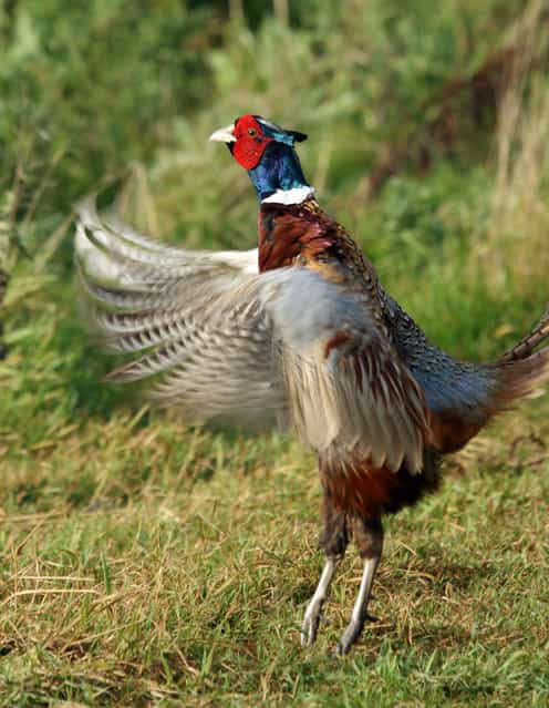 Pheasant in a flap. (Photo by Adam Tatlow/BNPS)