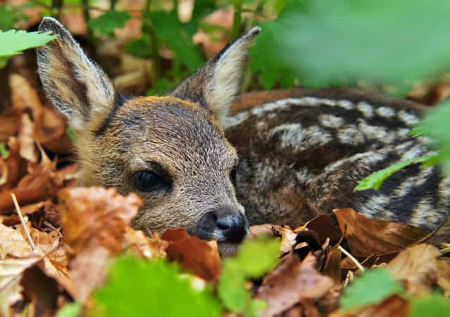 Fawn shelters in the undergrowth. (Photo by Adam Tatlow/BNPS)
