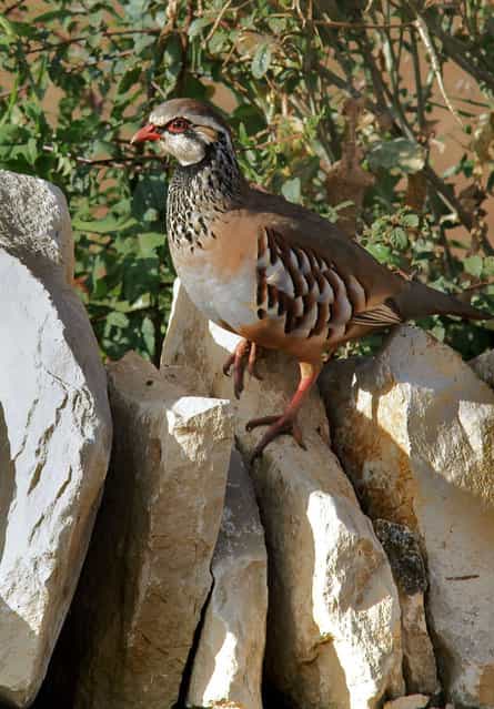 A partridge on a dry stone wall. (Photo by Adam Tatlow/BNPS)
