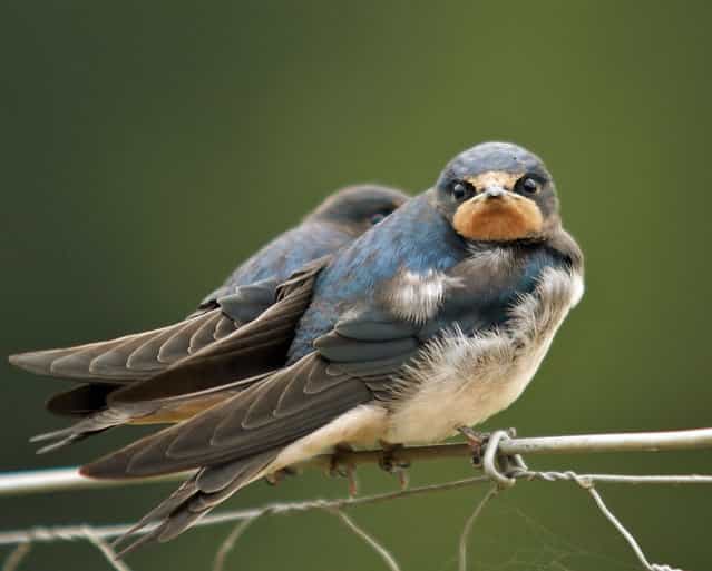 Rare close up of grounded Swallows. (Photo by Adam Tatlow/BNPS)