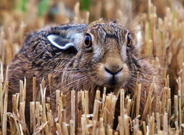 Adam took a week to get close enough to snap this wild hare. Adam's trusty camera is never far from his side as he goes about his work as a gamekeeper on an estate in the Cotswolds countryside. (Photo by Adam Tatlow/BNPS)