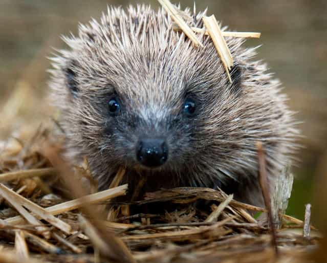 Cotswold gamekeeper shoots amazing pictures of British wildlife – without the aid of long lenses and elaborate techniques. Increasingly rare hedgehog. (Photo by Adam Tatlow/BNPS)