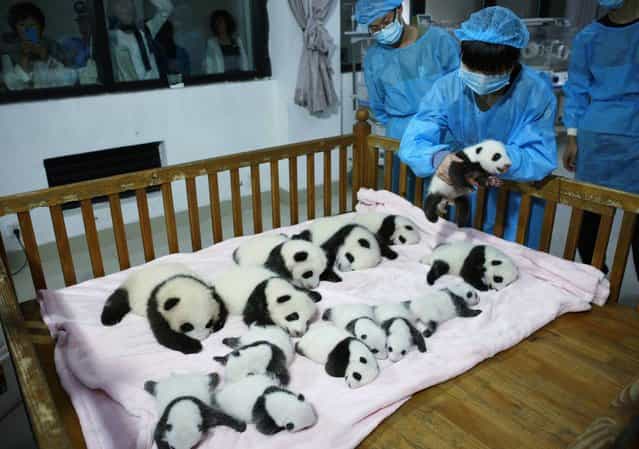 A breeder puts a giant panda cub into a crib at Chengdu Research Base of Giant Panda Breeding in Chengdu, Sichuan province, September 23, 2013. Fourteen new joiners to the 128-giant-panda-family at the base were shown to the public on Monday, according to local media. (Photo by Reuters/China Daily)