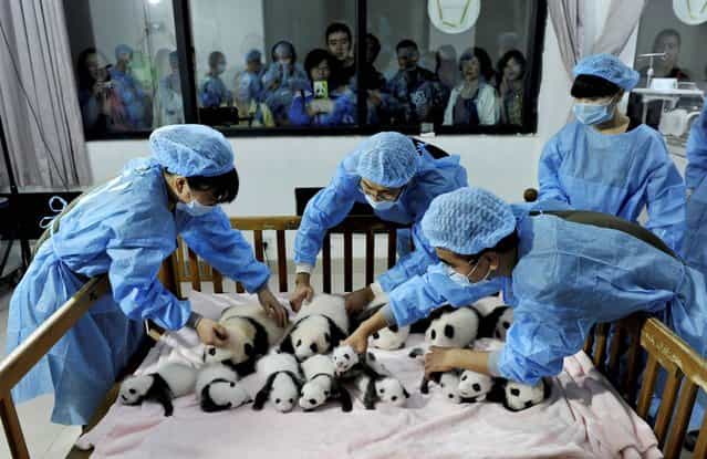 In this Monday September 23, 2013 photo, staff members arrange panda cubs in a crib for photos at the Giant Panda Breeding and Research Base in Chengdu, in southwest China's Sichuan province. Fourteen panda cubs were shown to the public at the base on Monday. (Photo by AP Photo)