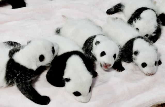 In this Monday, September 23, 2013 photo, panda cubs rest in a crib at the Giant Panda Breeding and Research Base in Chengdu, in southwest China's Sichuan province. Fourteen panda cubs were shown to the public at the base on Monday. (Photo by AP Photo)