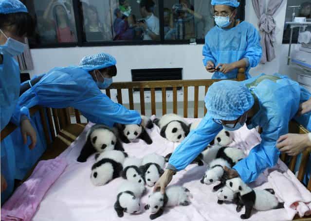 Breeders take care of giant panda cubs inside a crib at Chengdu Research Base of Giant Panda Breeding in Chengdu, Sichuan province, September 23, 2013. Fourteen new joiners to the 128-giant-panda-family at the base were shown to the public on Monday, according to local media. (Photo by Reuters/China Daily)