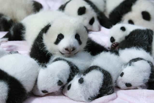 Giant panda cubs lie in a crib at Chengdu Research Base of Giant Panda Breeding in Chengdu, Sichuan province, September 23, 2013. Fourteen new joiners to the 128-giant-panda-family at the base were shown to the public on Monday, according to local media. (Photo by Reuters/China Daily)