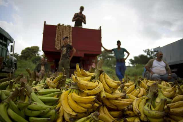 In this September 30, 2013 photo, banana growers wait next to their truck for customers at the 114th Street Market on the outskirts of Havana, Cuba. [Here it's always cheaper than in the markets or kiosks] in the city's crowded neighborhoods, said Argelio Mendez, a government official who runs the market. (Photo by Ramon Espinosa/AP Photo)