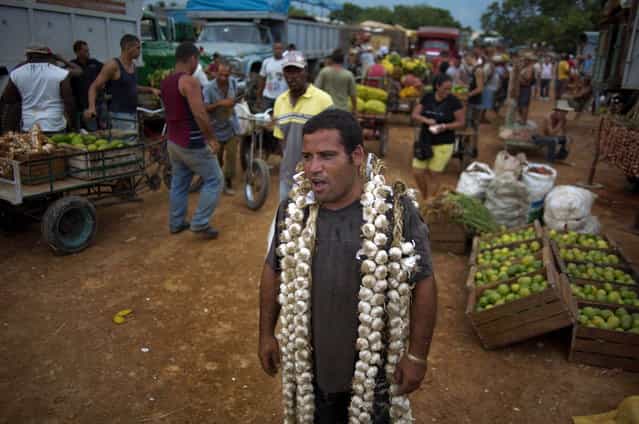 In this September 30, 2013 photo, farmer Asley Cruz, 35, wears a string of garlic on his shoulders as he yells prices at the 114th Street Market on the outskirts of Havana, Cuba. The market s bustle is a result of economic reforms begun in 2010 by President Raul Castro, which includes relaxing rules on private farming. In another reform, Cuban authorities recently authorized small farmers to also sell directly to hotels and tourist centers beginning this month. (Photo by Ramon Espinosa/AP Photo)