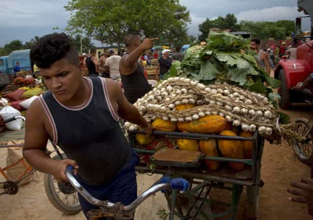 In this September 30, 2013 photo, a young man pulls his tricycle loaded with fruits and vegetables at the 114th Street Market on the outskirts of Havana, Cuba. Restaurateurs and street vendors shop there. So do individual consumers, families and even groups of neighbors who pool their money to buy in bulk. (Photo by Ramon Espinosa/AP Photo)