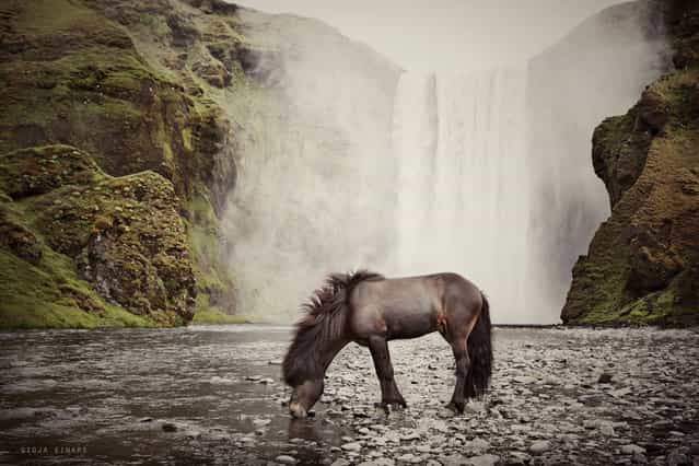 [Icelandic stallion at Skógarfoss]. (Photo by Gigja Einarsdottir)