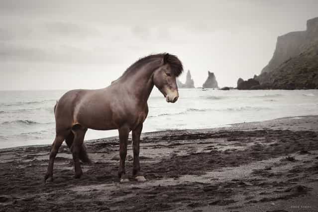 [Spuni. Icelandic Stallion at Vík in Iceland]. (Photo by Gigja Einarsdottir)