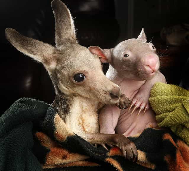 Orphaned Wombat Baby And Kangaroo Joey Are Best Friends