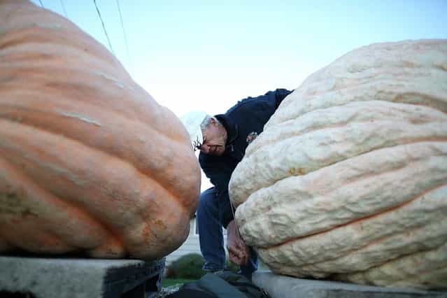 A contest official measures a giant pumpkin during the 40th Annual Safeway World Championship Pumpkin Weigh-Off on October 14, 2013 in Half Moon Bay, California. Gary Miller of Napa, California won the 40th Annual Safeway World Championship Pumpkin Weigh-Offgigantic pumpkin with a gigantic pumpkin that weighed in at 1,985 pounds. Miller took home a cash prize of $11,910, or $6.00 a pound. (Photo by Justin Sullivan/AFP Photo)