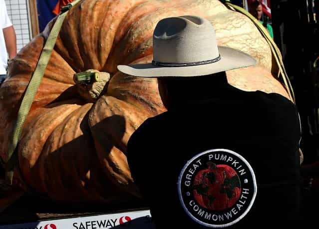 Leonardo Urena moves his pumpkin onto a scale during the 40th Annual Safeway World Championship Pumpkin Weigh-Off on October 14, 2013 in Half Moon Bay, California. Gary Miller of Napa, California won the 40th Annual Safeway World Championship Pumpkin Weigh-Offgigantic pumpkin with a gigantic pumpkin that weighed in at 1,985 pounds. Miller took home a cash prize of $11,910, or $6.00 a pound. (Photo by Justin Sullivan/AFP Photo)