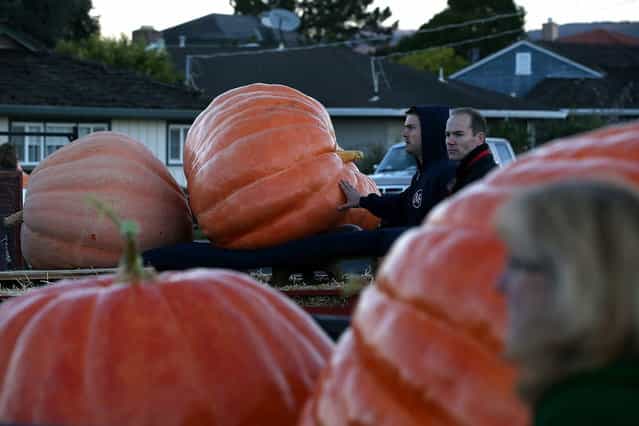 Giant pumpkins sit in truck beds before the 40th Annual Safeway World Championship Pumpkin Weigh-Off on October 14, 2013 in Half Moon Bay, California. Gary Miller of Napa, California won the 40th Annual Safeway World Championship Pumpkin Weigh-Offgigantic pumpkin with a gigantic pumpkin that weighed in at 1,985 pounds. Miller took home a cash prize of $11,910, or $6.00 a pound. (Photo by Justin Sullivan/AFP Photo)