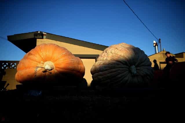 Giant pumpkins sit before being weighed during the 40th Annual Safeway World Championship Pumpkin Weigh-Off on October 14, 2013 in Half Moon Bay, California. Gary Miller of Napa, California won the 40th Annual Safeway World Championship Pumpkin Weigh-Offgigantic pumpkin with a gigantic pumpkin that weighed in at 1,985 pounds. Miller took home a cash prize of $11,910, or $6.00 a pound. (Photo by Justin Sullivan/AFP Photo)