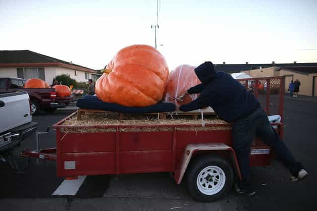 A contestant uncovers giant pumpkins during the 40th Annual Safeway World Championship Pumpkin Weigh-Off on October 14, 2013 in Half Moon Bay, California. Gary Miller of Napa, California won the 40th Annual Safeway World Championship Pumpkin Weigh-Offgigantic pumpkin with a gigantic pumpkin that weighed in at 1,985 pounds. Miller took home a cash prize of $11,910, or $6.00 a pound. (Photo by Justin Sullivan/AFP Photo)
