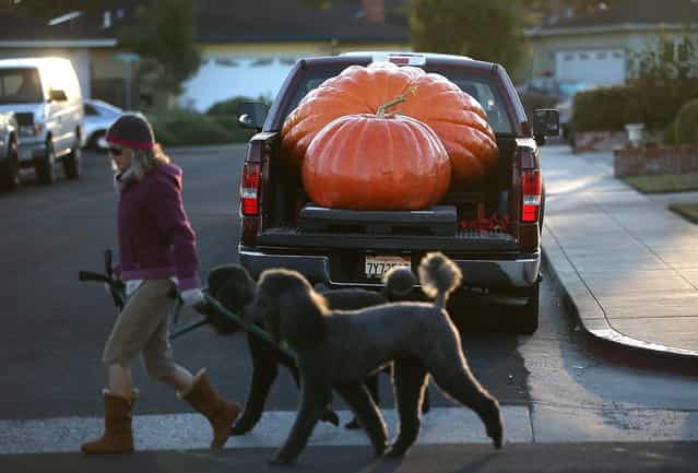 Giant pumpkins sit in the bed of a truck before the 40th Annual Safeway World Championship Pumpkin Weigh-Off on October 14, 2013 in Half Moon Bay, California. Gary Miller of Napa, California won the 40th Annual Safeway World Championship Pumpkin Weigh-Offgigantic pumpkin with a gigantic pumpkin that weighed in at 1,985 pounds. Miller took home a cash prize of $11,910, or $6.00 a pound. (Photo by Justin Sullivan/AFP Photo)