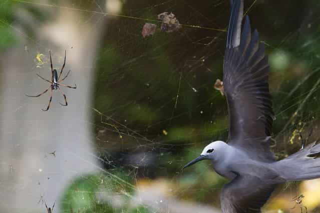 South Africa: [Sticky situation]. In May, the seafaring lesser noddies head for land to breed. Their arrival on the tiny island of Cousine in the Seychelles coincides with peak web size for the red-legged golden orb-web spiders. The female spiders, which can grow to the size of a hand, create colossal conjoined webs up to 1.5 metres in diameter in which the tiny males gather. These are woven from extremely strong silk and are suspended up to six metres above the ground, high enough to catch passing bats and birds, though it’s flying insects that the spiders are after. Noddies regularly fly into the webs. Even if they struggle free, the silk clogs up their feathers so they can’t fly. (Photo by Isak Pretorius/Wildlife Photographer of the Year 2013)