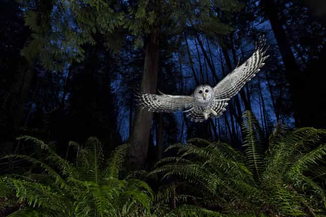 Canada: [The flight path]. This female barred owl had a territory near his home in Burnaby, British Columbia. He watched her for some time, familiarising himself with her flight paths until he knew her well enough to set up the shot. [I wanted to include the western red cedar and the sword ferns so typical of this Pacific coastal rainforest]. Setting up his camera near one of the owl’s favourite perches, linked to a remote and three off-camera flashes, diffused and on low settings, he put a dead mouse on a platform above the camera and waited for the swoop that he knew would come. (Photo by Connor Stefanison/Wildlife Photographer of the Year 2013)
