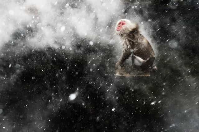 The Netherlands: [Snow moment]. When photographing the famous Japanese macaques around the hot springs of Jigokudani, central Japan, Jasper had become fascinated by the surreal effects created by the arrival of a cold wind. Occasionally, a blast would blow through the steam rising off the pools. If it was snowing, the result would be a mesmerising pattern of swirling steam and snowflakes, which would whirl around any macaques warming up in the pools. But capturing the moment required total luck – for Jasper to be there when the wind blew and for the monkeys to be in the pool. For that luck to arrive, he had to wait another year. Returning the next winter, he determined to get the shot he’d been obsessing about. He set up using a polariser to remove reflections from the water and create a dark contrasting background, and got ready to use fill-flash to catch the snowflakes. (Photo by Jasper Doest/Wildlife Photographer of the Year 2013)