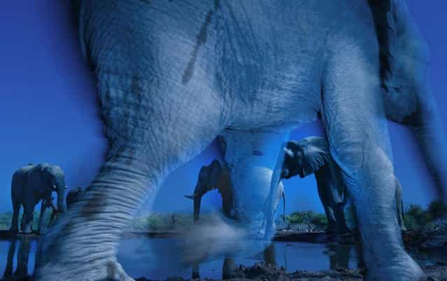 South Africa: [Essence of elephants]. Beating almost 43,000 other entries from across 96 countries, Greg’s image will take center stage at the exhibition, opening at the London’s Natural History Museum on 18 October. (Photo by Greg du Toit/Wildlife Photographer of the Year 2013)