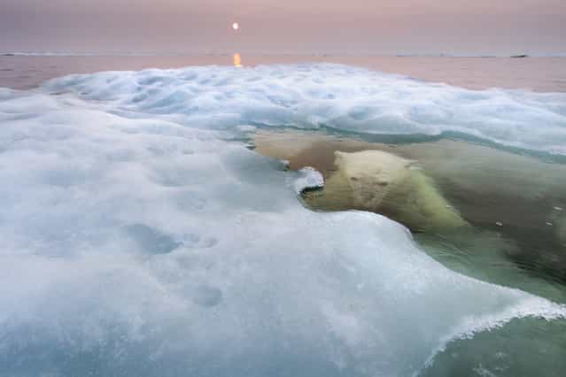 USA: [The water bear]. Paul took his Zodiac boat to Hudson Bay, Canada, in midsummer. He scouted for three days before he spotted a bear, this young female, on sea ice some 30 miles offshore. [I approached her very, very slowly], he says, [and then drifted. It was a cat-and-mouse game]. When the bear slipped into the water, he just waited. [There was just a flat, world of water and ice and this polar bear swimming lazily around me. I could hear her slow, regular breathing as she watched me below the surface or the exhalation as she surfaced, increasingly curious. It was very special]. The light was also special, but for a sinister reason. The midnight sun was filtered through smoke from forest fires raging farther south, a symptom of the warming Arctic – the greatest threat facing the polar bear. As more and more sea ice melts earlier and earlier every spring, it becomes harder for the bears to hunt the seals they depend on. (Photo by Paul Souders/Wildlife Photographer of the Year)