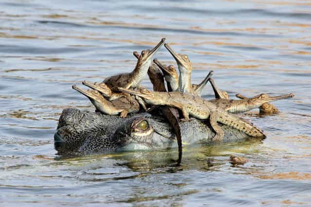 [Mother’s little headful]. Fourteen-year-old photographer Udayan Rao Pawar has also been recognised as Young Wildlife Photographer of the Year 2013 for his image Mother’s little headful. This presents an arresting scene of gharial crocodiles on the banks of the Chambal River in Madhya Pradesh, India, an area increasingly under threat from illegal sand mining and fishing. (Photo by Udayan Rao Pawar/Wildlife Photographer of the Year 2013)