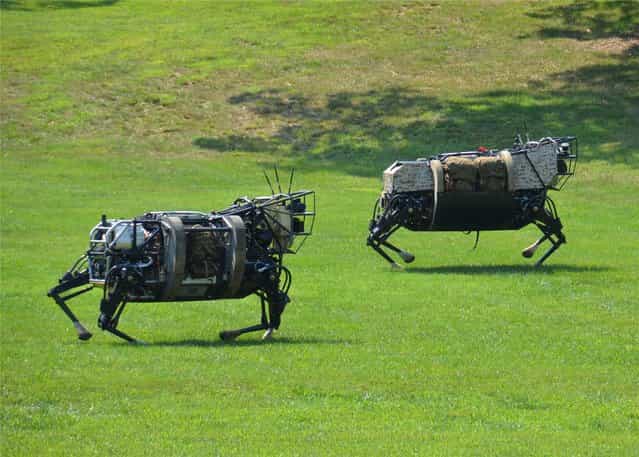 Two four-legged robots, part of DARPA's Legged Squad Support System (LS3) program, run through a field during testing. The semi-autonomous LS3 machines are being designed to help carry heavy loads through rugged terrain, interacting with troops in a similar way to a trained pack animal. (Photo by DARPA)