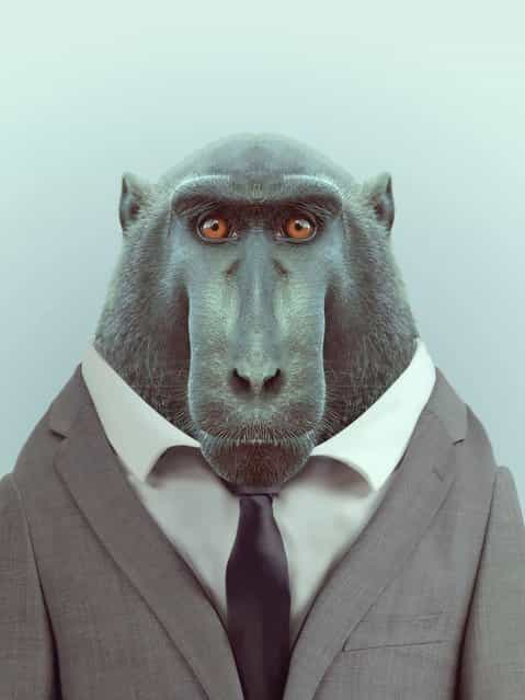 Macaque monkey wearing a suit. (Photo by Yago Partal/Barcroft Media)