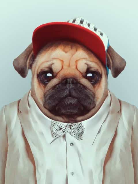 Pug in cap and smart suit. (Photo by Yago Partal/Barcroft Media)