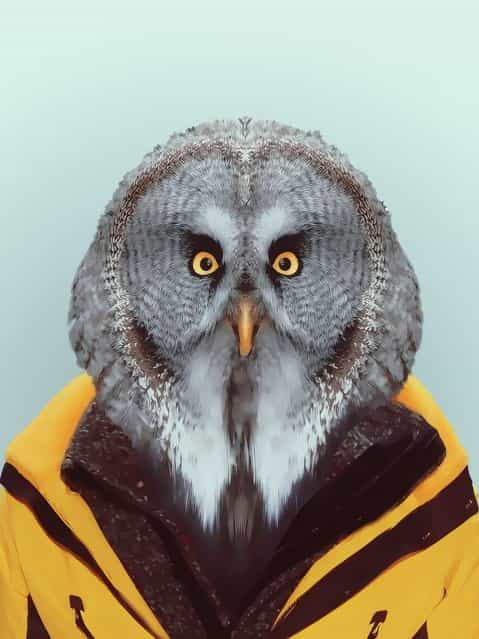 Owl wearing a winter coat. (Photo by Yago Partal/Barcroft Media)