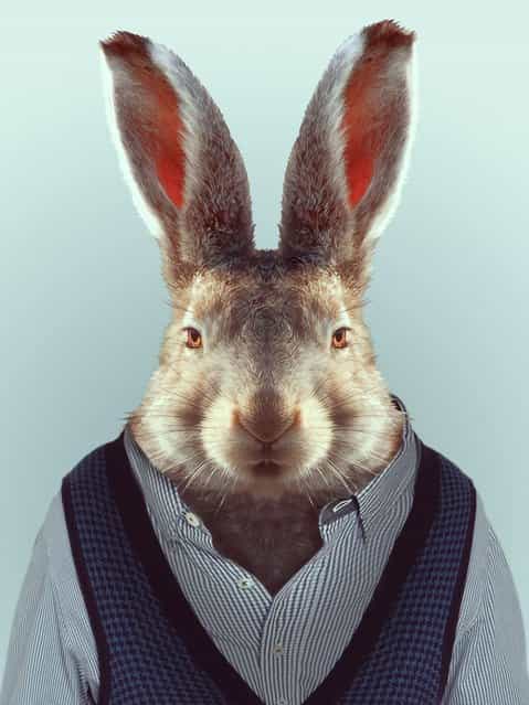 Hare wearing a v-neck jumper and shirt. (Photo by Yago Partal/Barcroft Media)