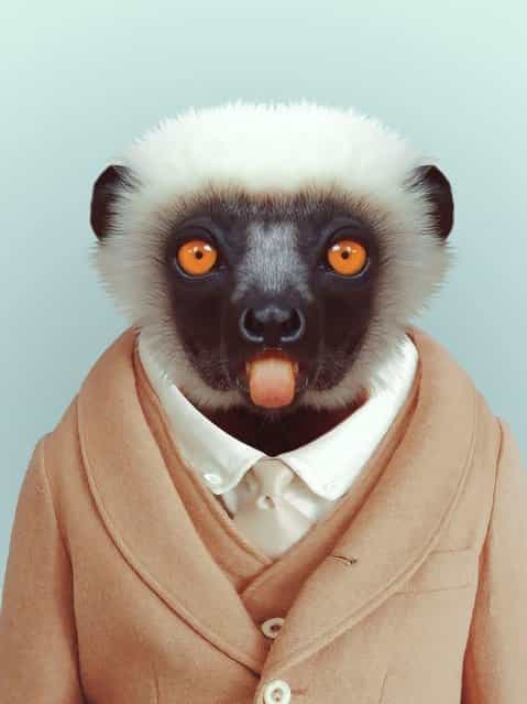 Lemur wearing a suit. (Photo by Yago Partal/Barcroft Media)